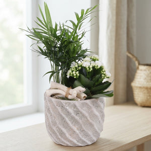 Year-Round Indoor Plant Arrangement – 14cm Ceramic Pot