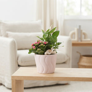 Year-Round Indoor Plant Arrangement – 14cm Ceramic Pot