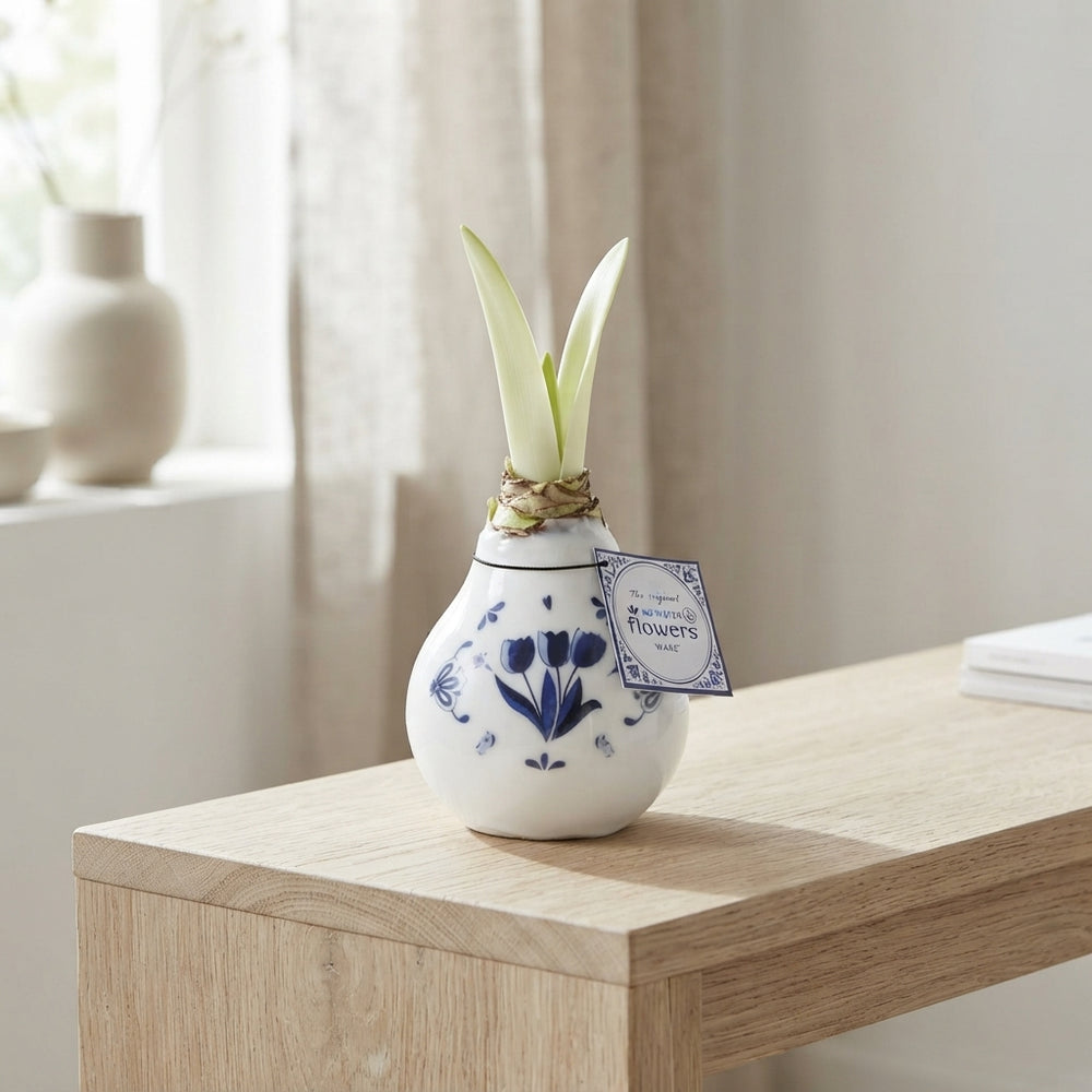 Delft Blue Waxed Amaryllis (Hippeastrum)