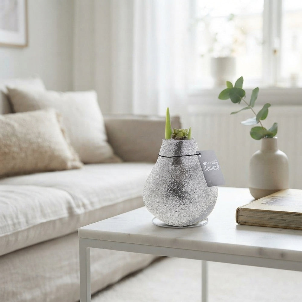 Mixed Colour Waxed Amaryllis Bulb – Glitter Finish