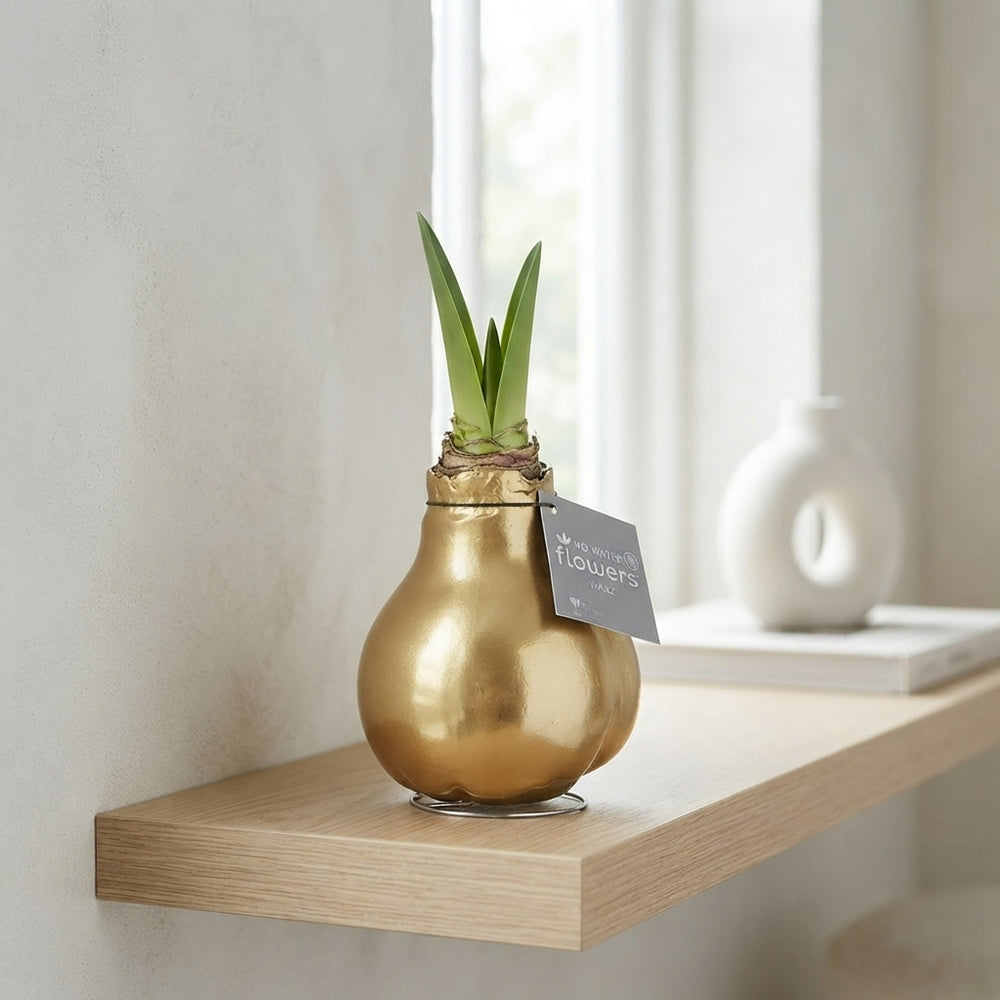 Gold Waxed Hippeastrum Bulb – 2 Flower Stems