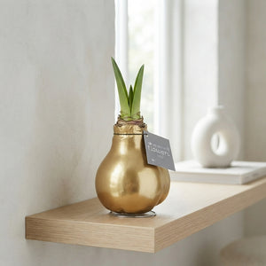 Gold Waxed Hippeastrum Bulb – 2 Flower Stems