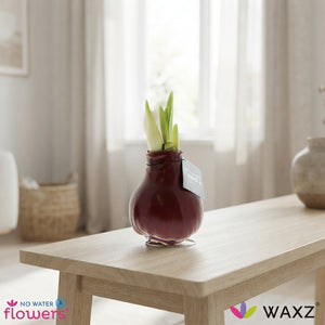 Mixed Colour Waxed Hippeastrum Bulb – 2 Stems