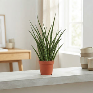 Sansevieria ‘Fernwood Punk’ – 14cm Pot, 60cm High