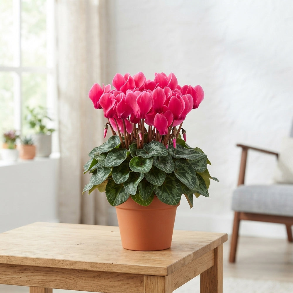 Neon Pink Cyclamen persicum – 10.5cm Pot