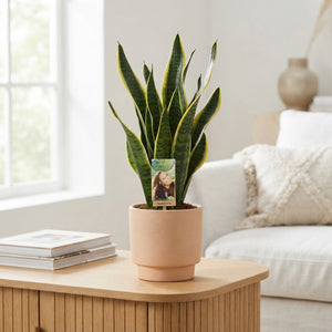 Snake Plant ‘Laurentii’ (Sansevieria trifasciata) – 14cm Pot
