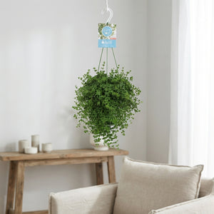 Peperomia Isabelle Houseplant – 14cm Pot