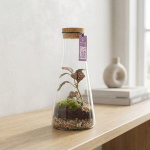 Kalypso Terrarium Arrangement – 9cm Glass Pot