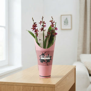 Red Burrageara Orchid – 2 Stems, 12cm Pot