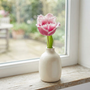 Fringed Tulip Bulb Mix – 12 cm Bulbs