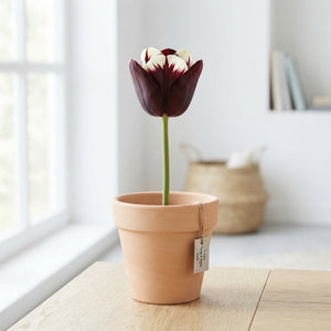 Tulipa Garden Grand Style Tulip Bulbs – 12cm+