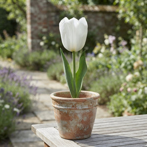 Tulip ‘Royal Virgin’ Triumph Bulbs – Pack of 7