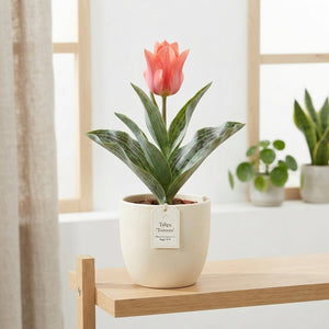 Tulipa Greigii ‘Toronto’ Tulip Bulbs – 12/+