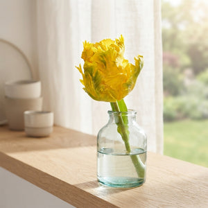 Tulip ‘Parrot Texas Gold’ Flower Bulbs – 12/+
