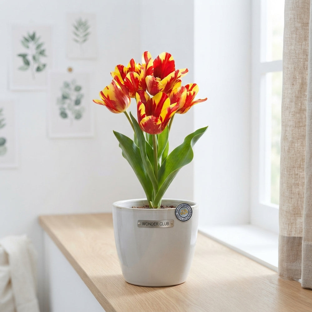Tulipa Multiflora ‘Wonder Club’ Flower Bulbs – 7 Bulbs