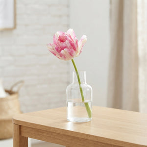 Tulipa Multiflora ‘Dream Club’ Flower Bulbs – 7 Bulbs