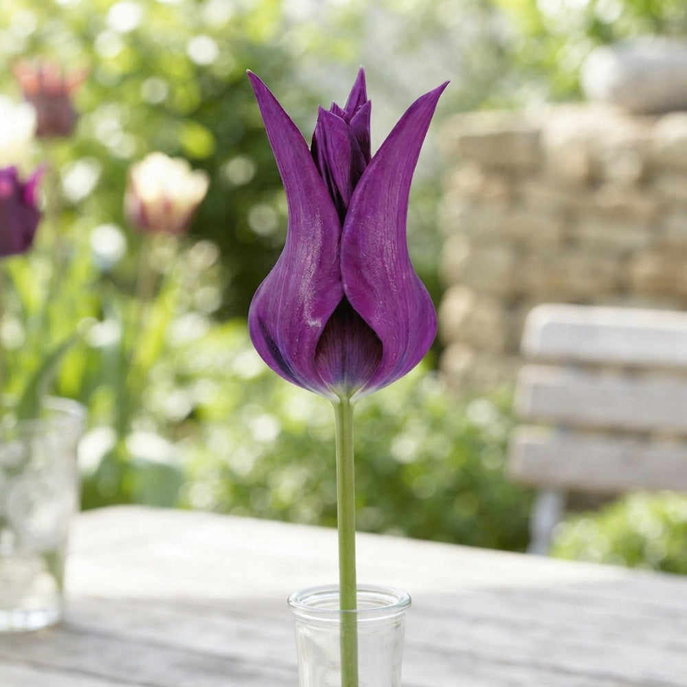 Tulipa 'Purple Dream' Lily-Flowering Tulip Bulbs – 12cm