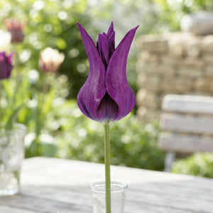 Tulipa 'Purple Dream' Lily-Flowering Tulip Bulbs – 12cm