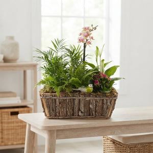 Mixed Colour Arrangement with Rectangular Bark Base