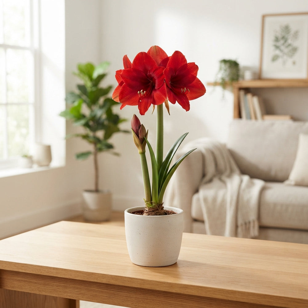 Mixed Amaryllis (Hippeastrum) – 12cm Pot