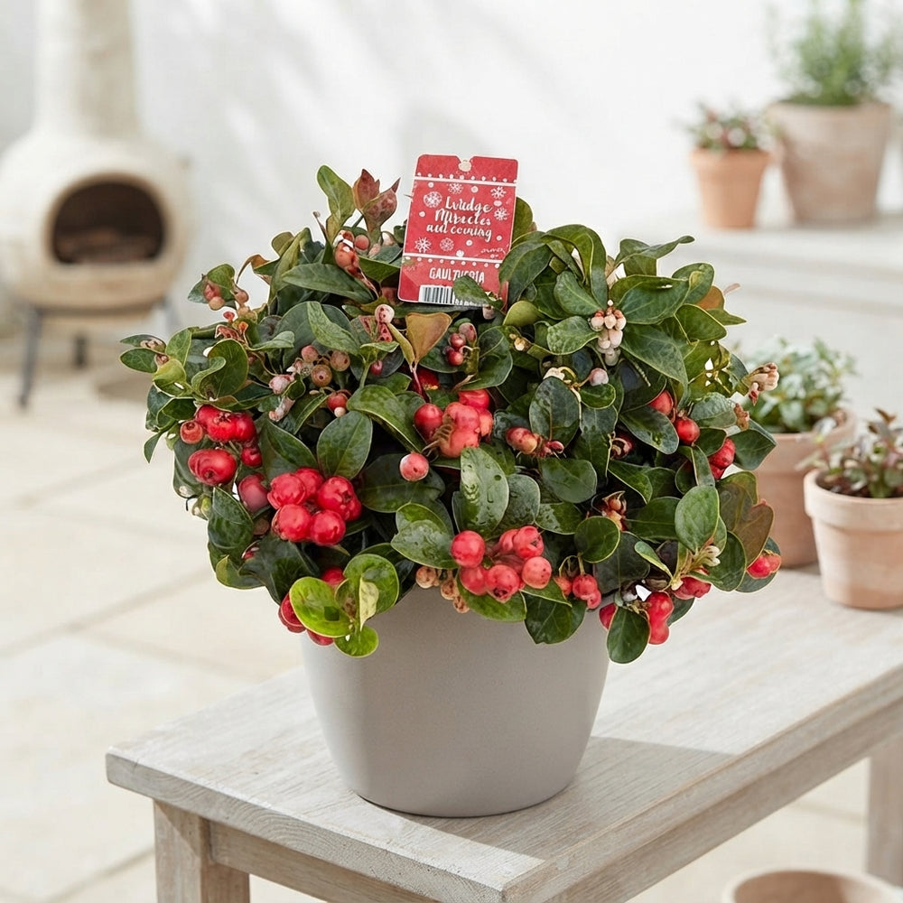 Gaultheria Wintergreen – 20cm Pot