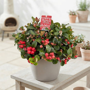 Gaultheria Wintergreen – 20cm Pot