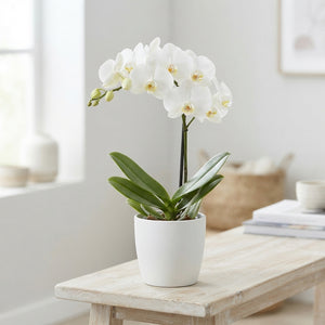 White Phalaenopsis 'Diva Blondy' (1 Stem) – 12cm Pot