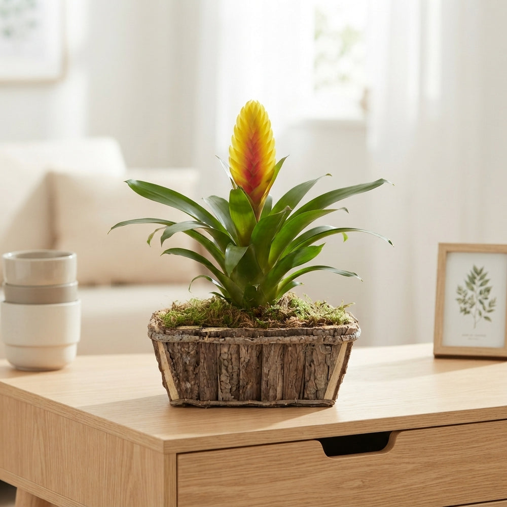 Mixed Colour Wooden Bark Arrangement
