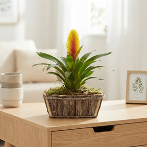 Mixed Colour Wooden Bark Arrangement