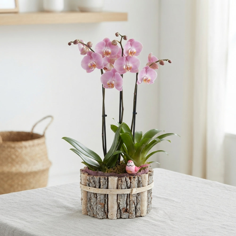 Mixed-Colour Oval Beechwood Plant Arrangement