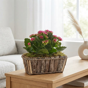 Mixed Colour Decorative Bark Arrangement
