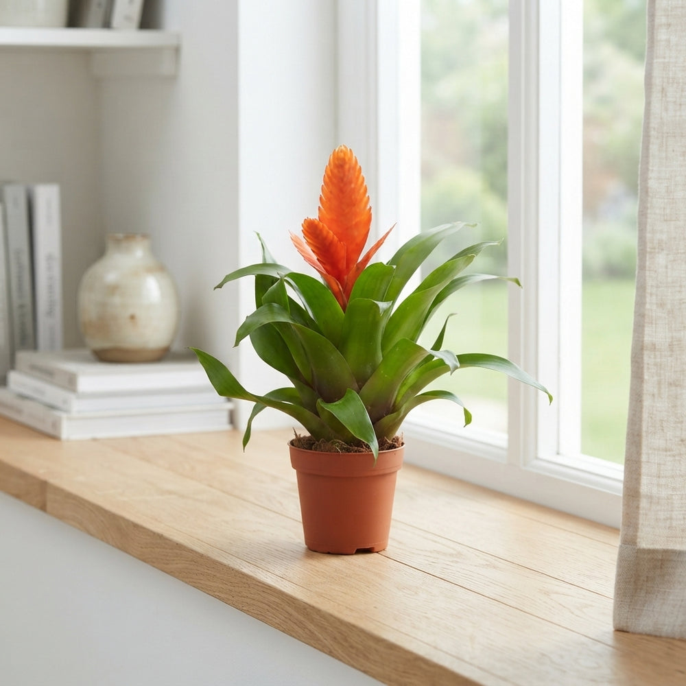Orange Vriesea Intenso – 12cm Pot, 38cm Tall
