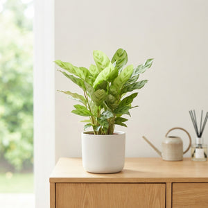 Mixed Calathea Houseplant – 17cm Pot, Approx. 50cm