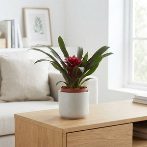 Guzmania Samba Bromeliad – 9cm Pot, 30cm High