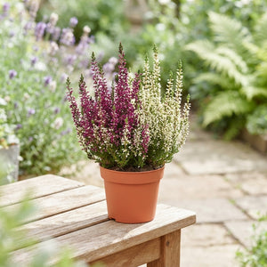 Calluna Beauty Ladies Trio ‘Milca’ – 10.5cm Pot