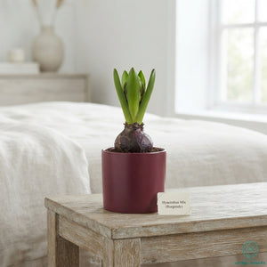 Mixed Hyacinth (Hyacinthus orientalis) – 7cm Pot