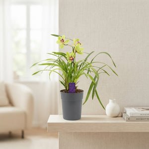 Cymbidium Orchid – 14cm Pot, Approx. 40cm Tall