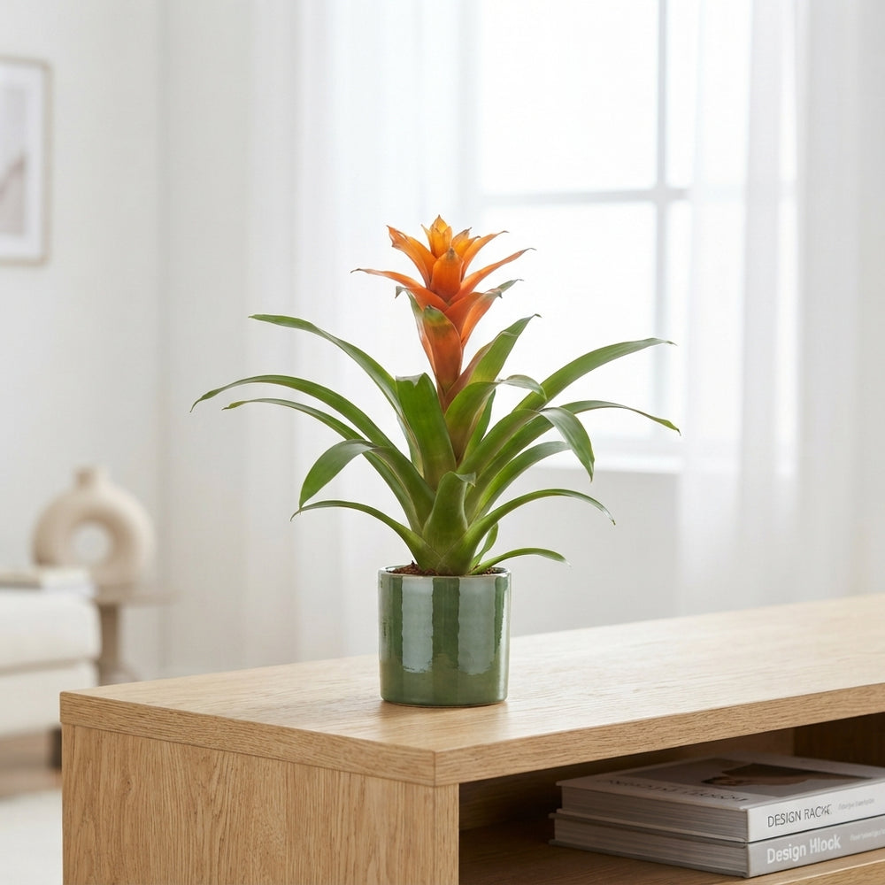 Bromeliad ‘Adventure Salinas’ – 12cm Pot, 45cm Tall