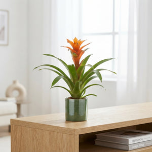 Bromeliad ‘Adventure Salinas’ – 12cm Pot, 45cm Tall