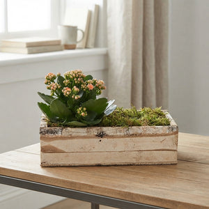 Outdoor Birch Arrangement in Rectangular Wooden Planter – 36cm