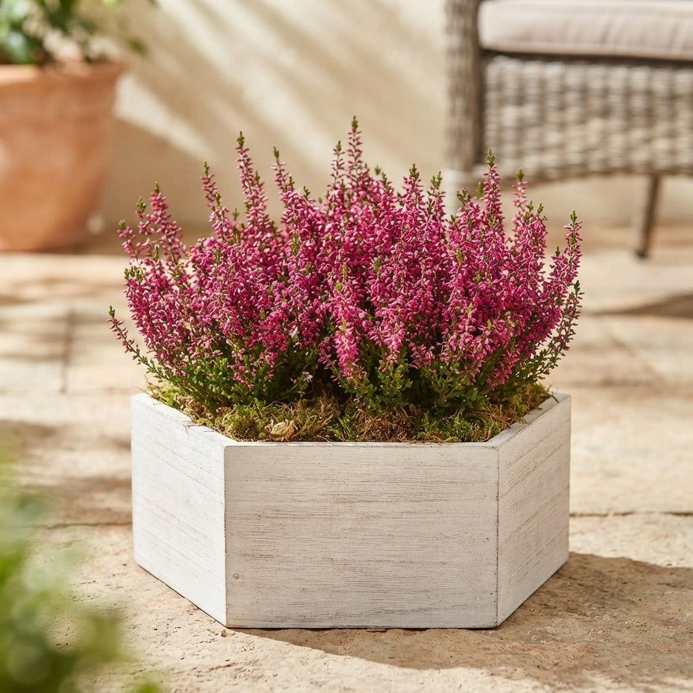 Outdoor Plant Arrangement in Whitewashed Wooden Box – 39cm