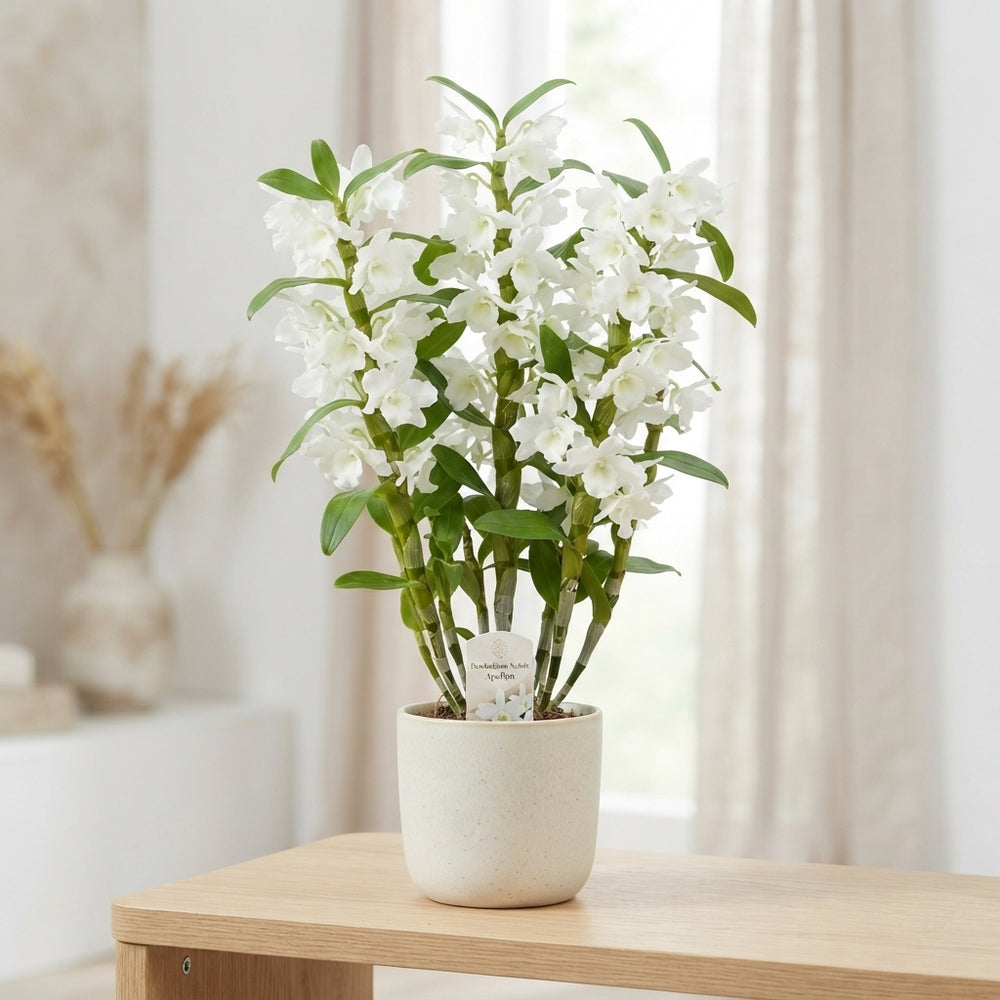 White Dendrobium Nobile Orchid – 12cm Pot