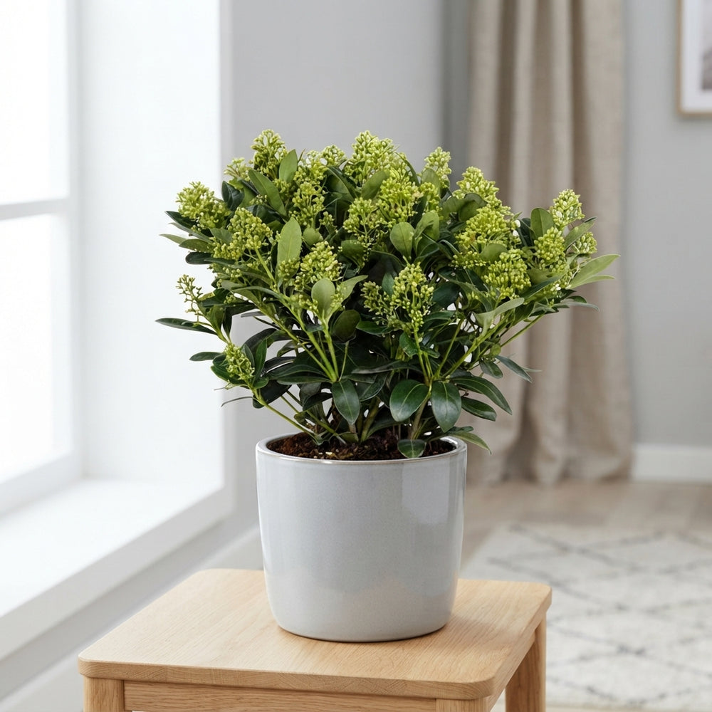 Skimmia japonica 'Finchy' – 19cm Pot