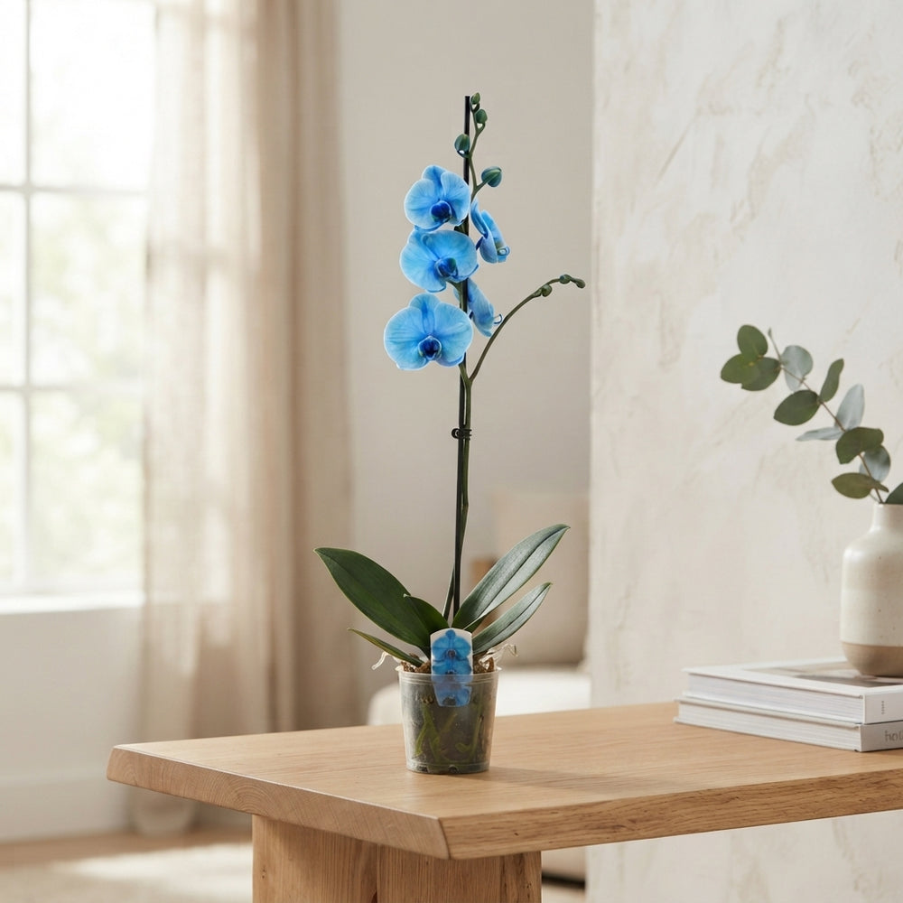 Blue Phalaenopsis Orchid – 12cm Pot, 55cm Tall