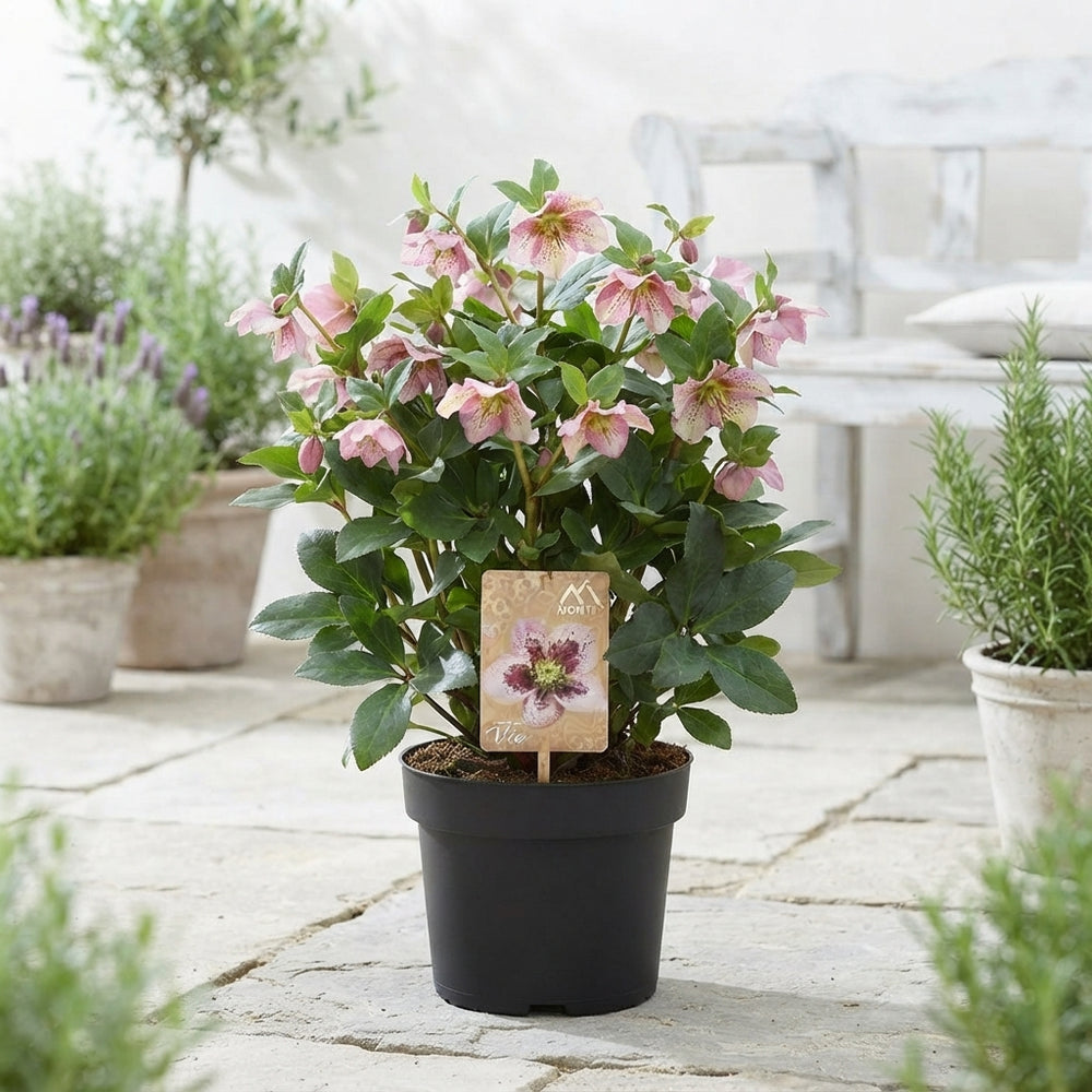 Pink-Flamed Hellebore (Helleborus orientalis) – 19cm Pot
