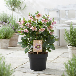 Pink-Flamed Hellebore (Helleborus orientalis) – 19cm Pot