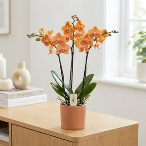 Orange Phalaenopsis Orchid – 12cm Pot, 70cm High