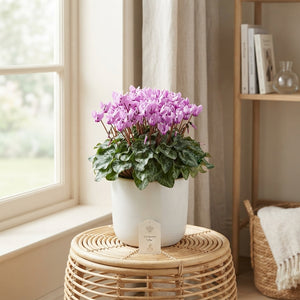 Lilac Cyclamen (Cyclamen persicum) – 13cm Pot