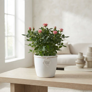 Rose Plant ‘Favourite Rose’ – 20cm Pot