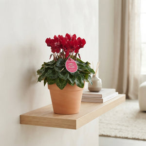 Lilac Persian Cyclamen (Cyclamen persicum) – 10.5cm Pot